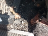 1J4GW48SX4C****** Repairable 2004 Jeep Grand Cherokee in Michigan State