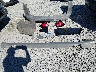2C4RC1BG6NR****** Wrecked 2022 Chrysler Pacifica in Washington State