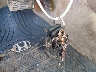 1HGCG5640WA****** Salvage 1998 Honda Accord in Maryland State