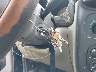 3C8FY4BB21T****** Salvage 2001 Chrysler PT Cruiser in North Carolina State