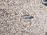 2C3CDXHG5GH****** Wrecked 2016 Dodge Charger in Texas State