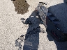 4JGFD6BB4SB****** Wrecked 2025 Mercedes-Benz Amg Gle 53 Coupe in Texas State