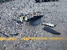 5YJ3E1EA3PF****** Salvage 2023 Tesla Model 3 in Florida State