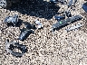 3GCUYDED8NG****** Salvage and Wrecked 2022 Chevrolet Silverado 1500 LTD in Columbus