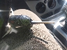 1FADP3K2XDL****** Salvage 2013 Ford Focus in New York State