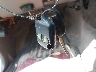 1FTYR14V73P****** Salvage 2003 Ford Ranger in Florida State