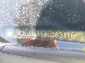 1HGFA16868L****** Used 2008 Honda Civic