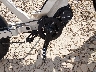 R2507SE0***** Reparables 2026 Ristrettto E-bike en Estado de Wisconsin