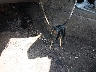 3FADP4EJ5FM****** Salvamento 2015 Ford Fiesta en Estado de Pennsylvania