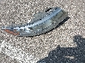 KNAFT4A24A5****** Wrecked 2010 Kia Forte in Tennessee State