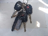 3TYAX5GN4NT****** Salvage 2022 Toyota Tacoma in California State