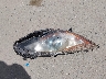 JM1BL1V8XC1****** Wrecked 2012 Mazda 3 in California State