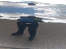 YV1940AS3D1****** Salvamento y Reparables 2013 Volvo S80 en Estado de Minnesota