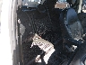 3C3CFFGE1GT****** Wrecked 2016 Fiat 500 in Seattle