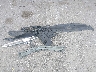 JHMFA36269S****** Wrecked 2009 Honda Civic Hybrid in California State