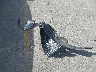 5NPDH4AE0CH****** Wrecked 2012 Hyundai Elantra in California State