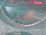 1GCRKTE32BZ****** Wrecked 2011 Chevrolet Silverado 1500
