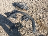 4JGFF5KE6LA****** Wrecked 2020 Mercedes-Benz GLS-Class in Montana State