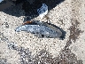 1N4BL4CV9PN****** Wrecked 2023 Nissan Altima in North Carolina State