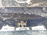 4T1BE46K89U****** Wrecked 2009 Toyota Camry in California State