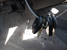 KMHDN56D04U****** Salvage 2004 Hyundai Elantra in Texas State
