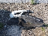 JHMCR6F70HC****** Wrecked 2017 Honda Accord Hybrid in Montana State