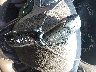 2LMTJ8LRXGB****** Salvage 2016 Lincoln MKX in Kansas State
