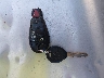 2C4RDGCG0ER****** Salvage 2014 Dodge Grand Caravan in Kansas State