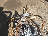 WB1022902AZ****** Salvamento 2010 BMW F 800 GS en Columbus