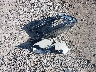 3C4NJDABXHT****** Wrecked 2017 Jeep New Compass in Ohio State