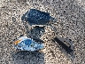 KL4CJCSB7FB****** Destrozados 2015 Buick Encore en Estado de Ohio