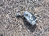 2C3KA63H46H****** Reparables 2006 Chrysler 300C en Estado de Ohio