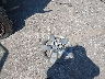 JN8AS5MV2CW****** Wrecked 2012 Nissan Rogue in Texas State