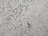 WMWMF7C56AT****** Wrecked 2010 MINI Cooper S in Maryland State