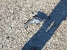 KMHDH4AE1FU****** Wrecked 2015 Hyundai Elantra in Georgia State