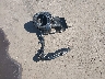 1HD1KHM39GB****** Wrecked 2016 Harley-Davidson Road Glide in Arizona State