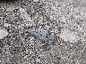 2HKRW2H90HH****** Wrecked 2017 Honda CR-V in Pennsylvania State
