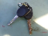 1FAFP34N26W****** Salvage 2006 Ford Focus in Tennessee State