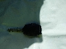 1HGFA16517L****** Salvage 2007 Honda Civic in New Jersey State