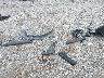 5TFUU4EN9DX****** Wrecked 2013 Toyota Tacoma in Iowa State
