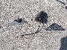 2G1WF5E31C1****** Wrecked 2012 Chevrolet Impala in California State