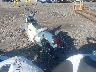 MLHJA5858P5****** Salvage and Repairable 2023 Honda Super Cub C125 in Rec Rides Online Exclusive