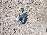 4S3GTAD65H3****** Wrecked 2017 Subaru Impreza in Massachusetts State