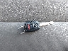 JHLRE38769C****** Salvage 2009 Honda CR-V in North Carolina State