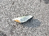 1FMCU9GX1FU****** Wrecked 2015 Ford Escape in Nebraska State