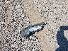 2HGFA16908H****** Wrecked 2008 Honda Civic in Maryland State
