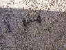 4S4BT62C566****** Wrecked 2006 Subaru Baja in Wisconsin State