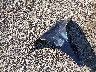 55SWF4KB4FU****** Wrecked 2015 Mercedes-Benz C 300 in Ohio State