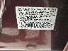 5FNYF38969B****** Used 2009 Honda Pilot in Tidewater