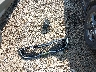 KNAGM4A77F5****** Destrozados 2015 Kia Optima en Estado de Ohio